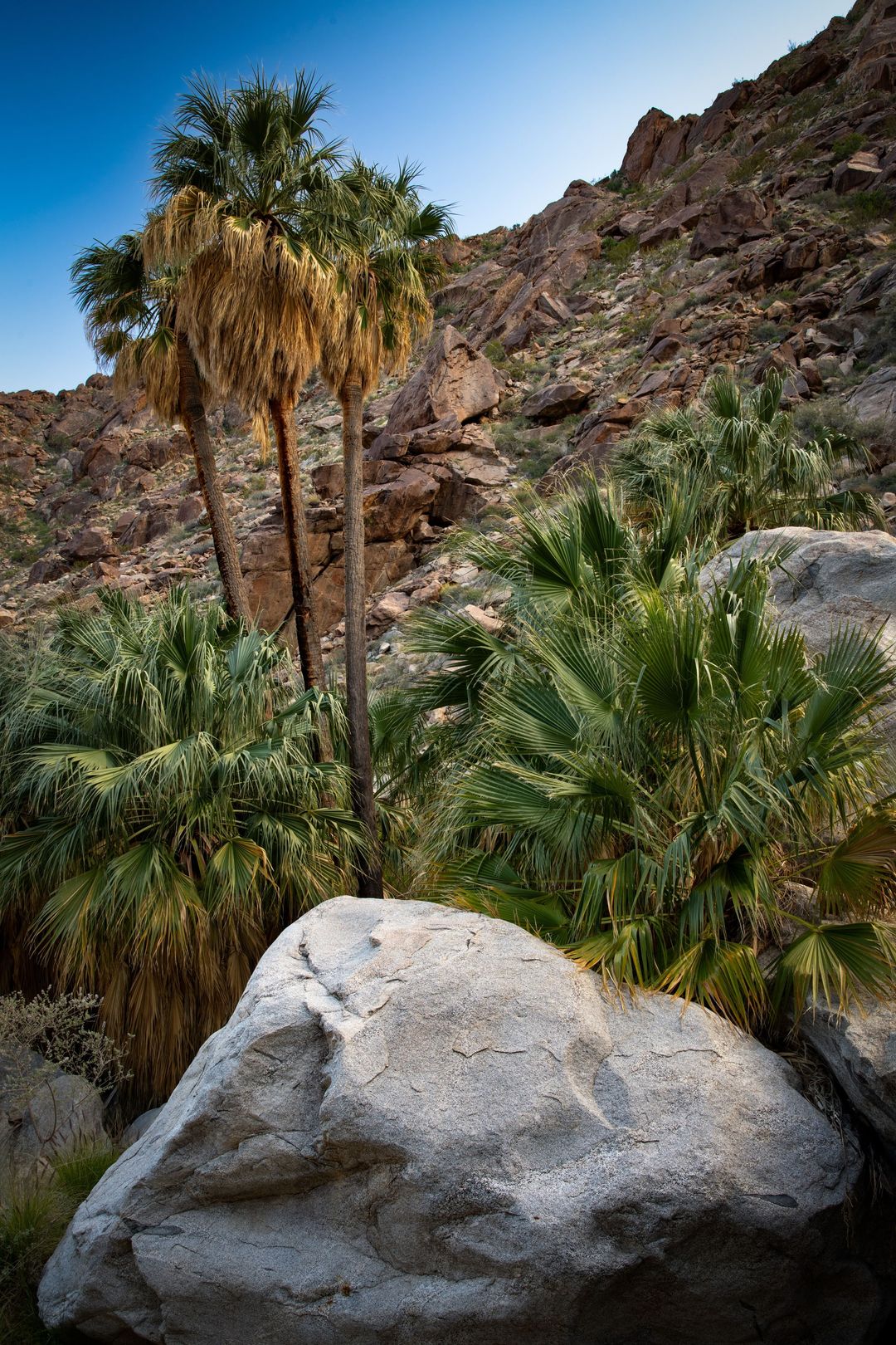 Native fan palms and rocky canyon walls at Indian Canyons.