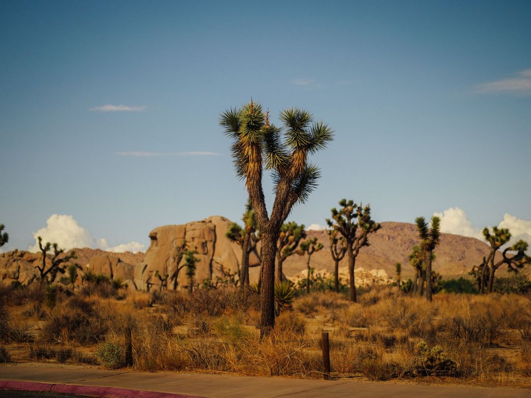 Joshua trees and sunlit desert boulders beneath a clear blue sky.